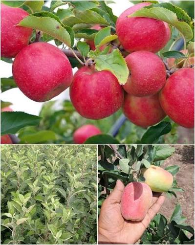 Hariman-99 (HRMN-99) Apple Plants — Apple sapling available at Agro Nursery Garden